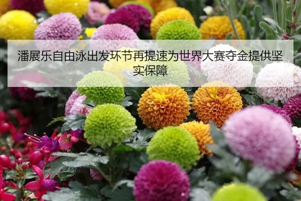 潘展乐自由泳出发环节再提速为世界大赛夺金提供坚实保障