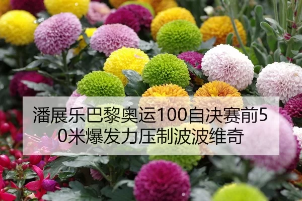 潘展乐巴黎奥运100自决赛前50米爆发力压制波波维奇